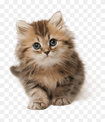 png-transparent-cat-kitten-cuteness-cat-brown-tabby-kitten-household-animals-cat-like-mammal-thumbnail